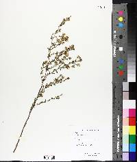 Symphyotrichum pilosum image