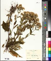 Aster schreberi image