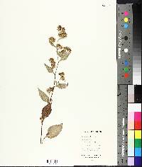 Aster spectabilis image