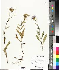 Aster spectabilis image