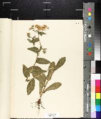 Bellis integrifolia image