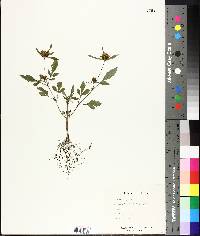 Bidens tripartita image