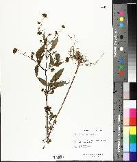 Bidens discoidea image