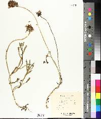 Coreopsis pubescens image