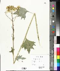 Arnoglossum atriplicifolium image