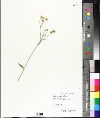 Erigeron annuus image