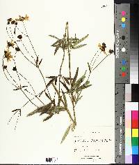 Coreopsis tripteris image