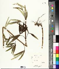 Coreopsis tripteris image