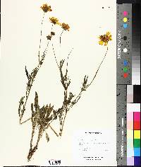 Coreopsis tripteris image