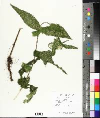 Eupatorium perfoliatum image