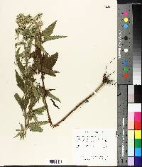 Eupatorium aromaticum image