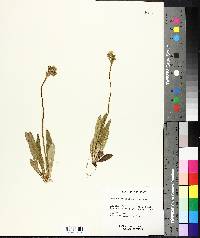 Hieracium caespitosum image