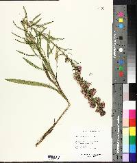 Liatris aspera image