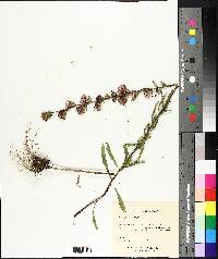 Liatris aspera image