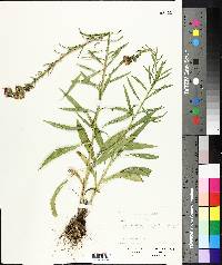 Liatris aspera image