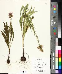 Liatris aspera image