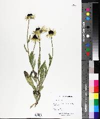 Rudbeckia hirta image