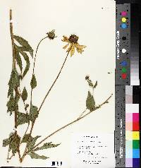 Rudbeckia laciniata image