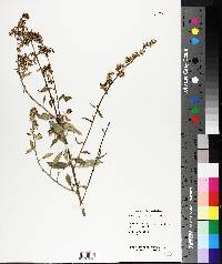 Solidago patula image