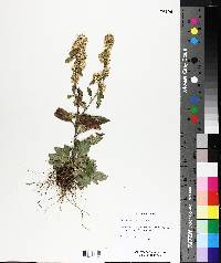 Solidago hispida image