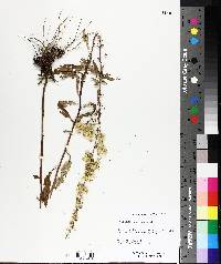 Solidago speciosa image