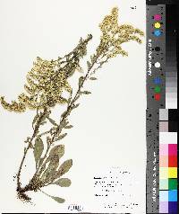 Solidago nemoralis image