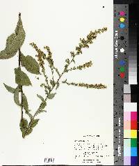 Solidago patula image