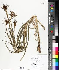 Tragopogon porrifolius image