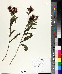 Vernonia baldwinii image