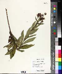 Vernonia baldwinii image