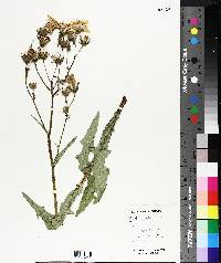 Sonchus asper image