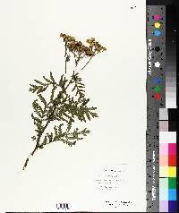 Tanacetum vulgare image