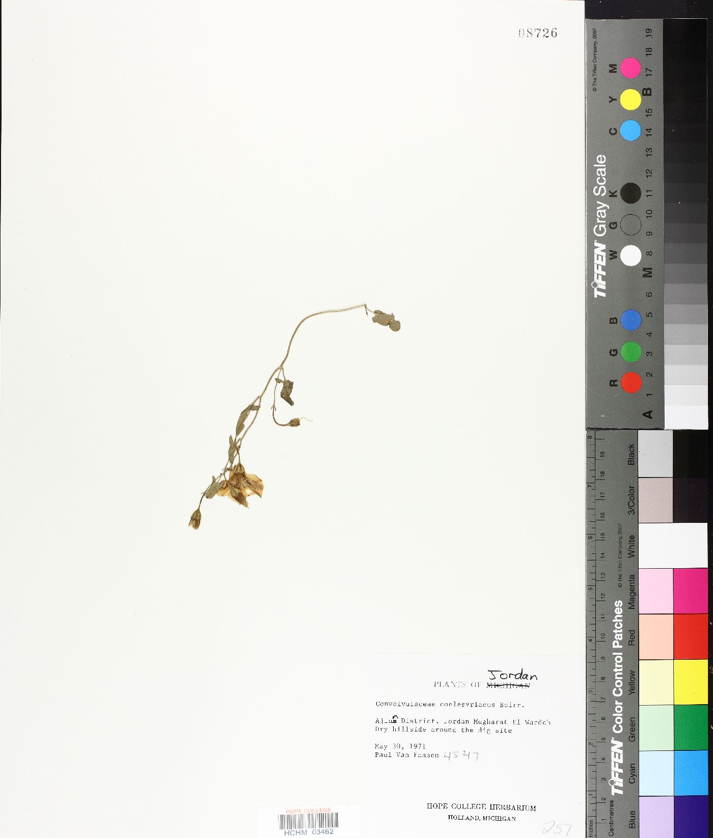 Convolvulus coelesyriacus image