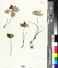 Cornus canadensis image