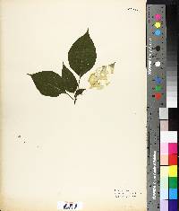 Cornus alternifolia image