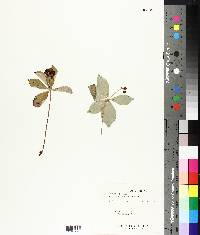 Cornus canadensis image