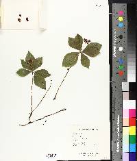 Cornus canadensis image