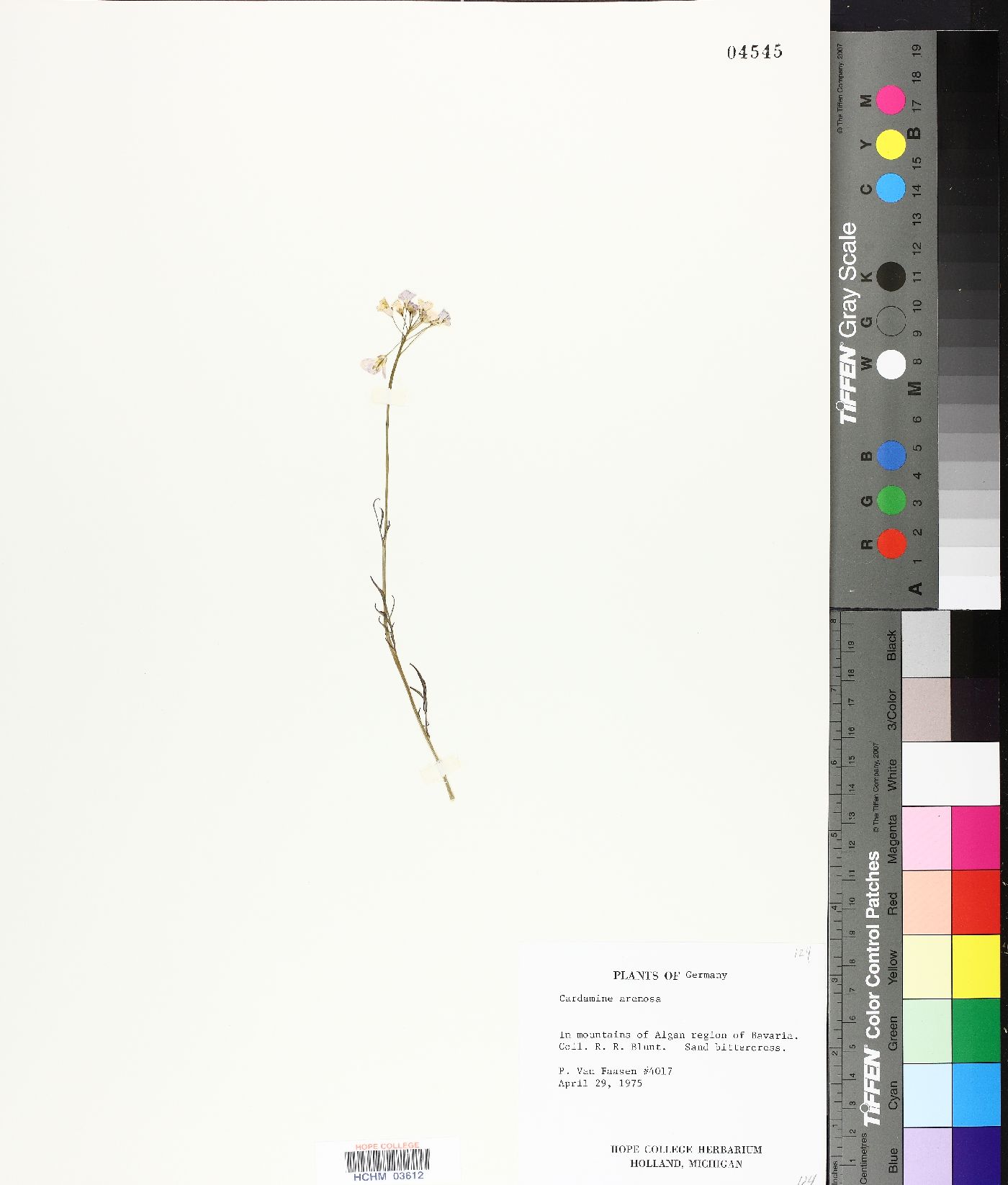 Arabidopsis arenosa image