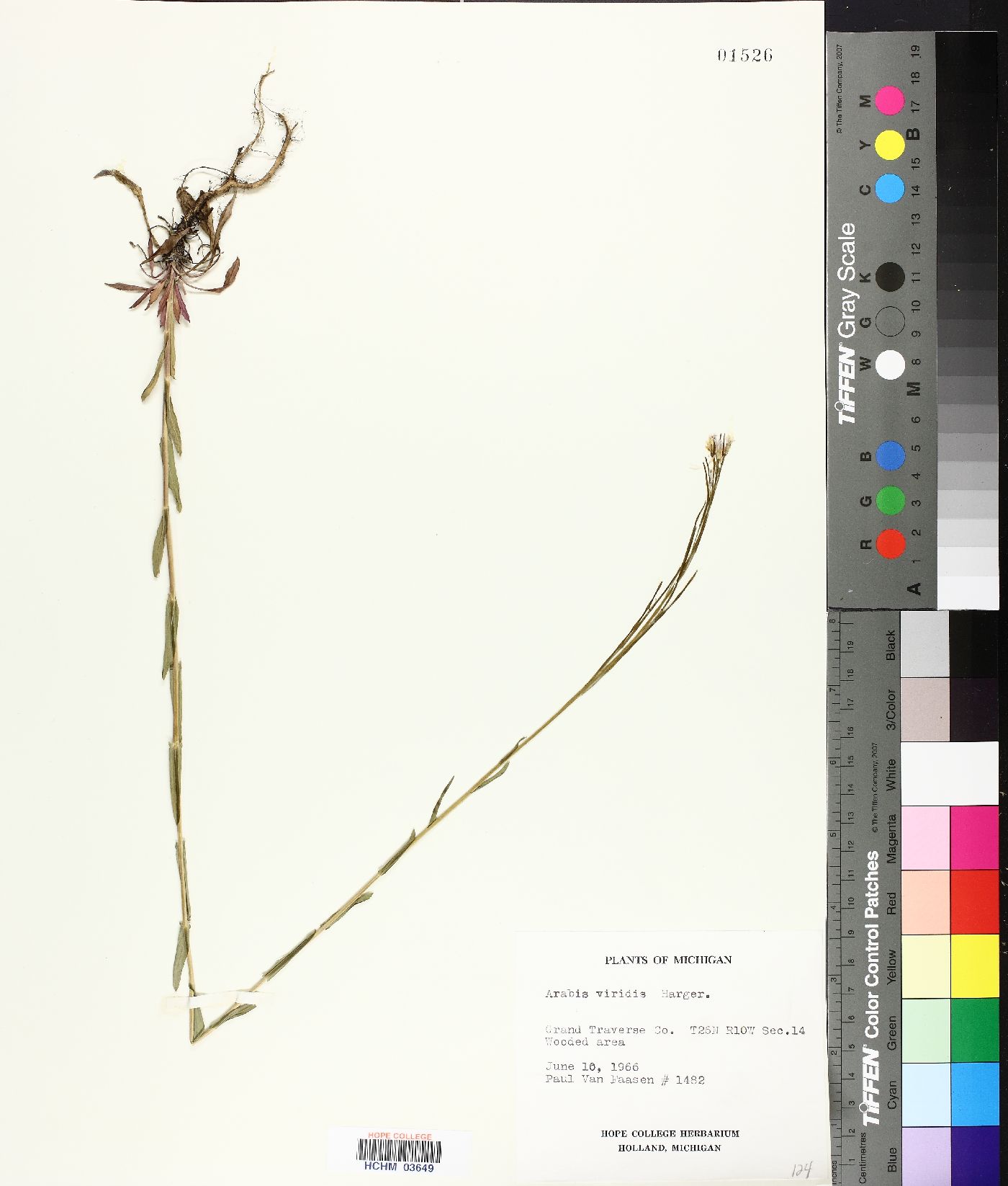 Borodinia missouriensis image
