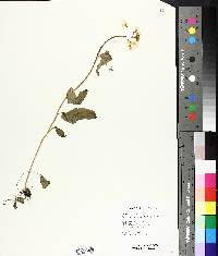 Cardamine bulbosa image