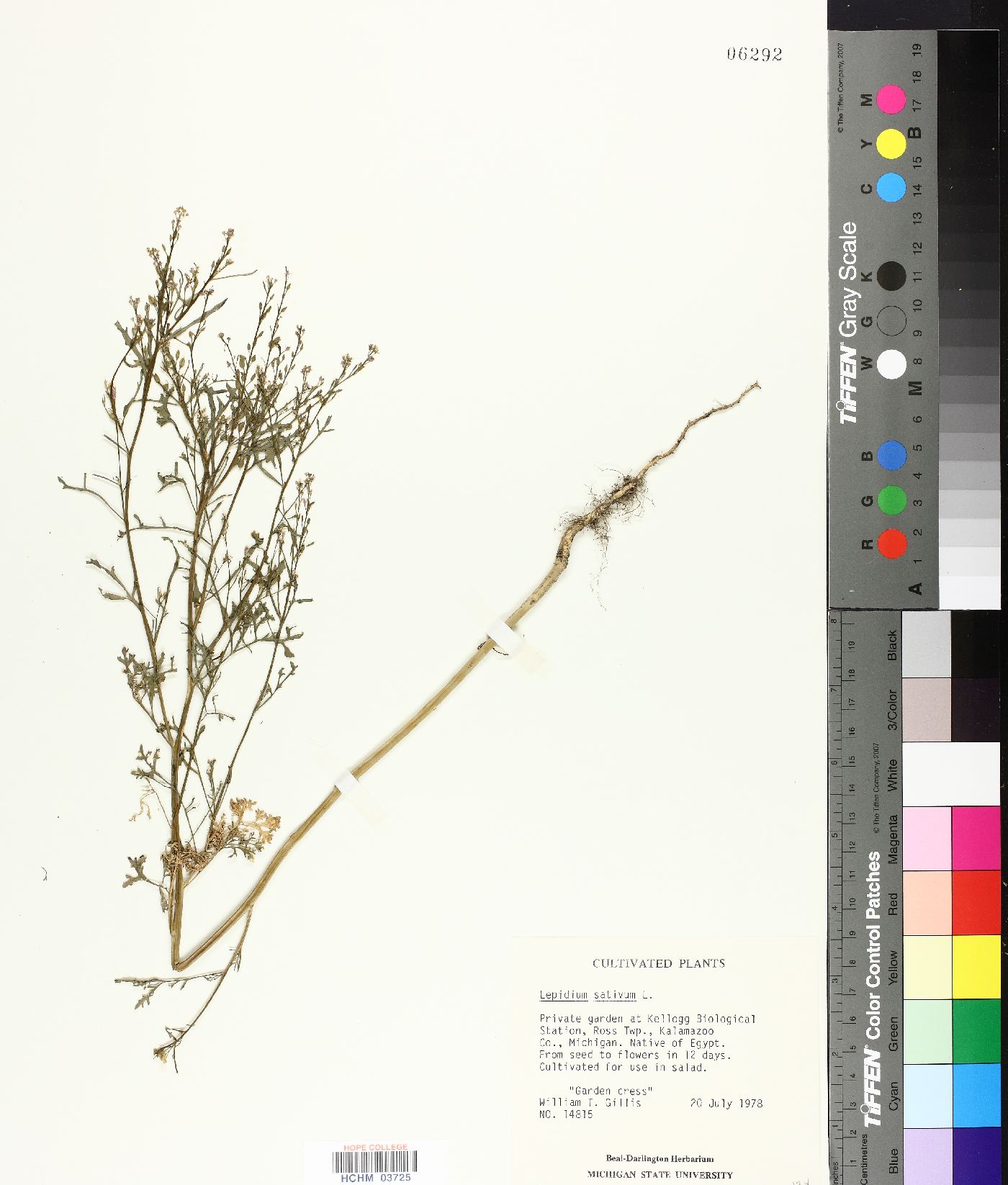 Lepidium sativum image