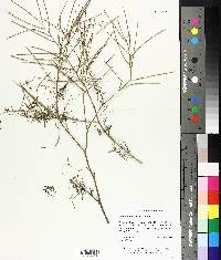 Sisymbrium altissimum image