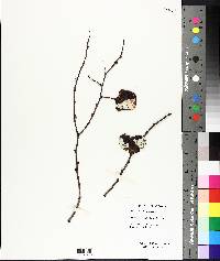 Diospyros virginiana image