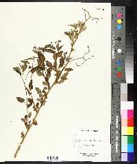 Solanum dulcamara image