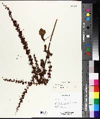 Rumex acetosa image