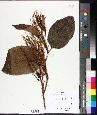 Reynoutria japonica image