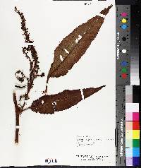 Rumex altissimus image