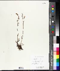 Rumex hastatulus image