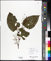 Reynoutria japonica image