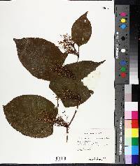 Reynoutria japonica image